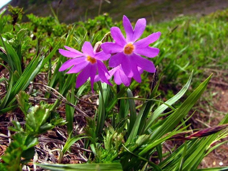 Image of Primula cuneifolia specimen.