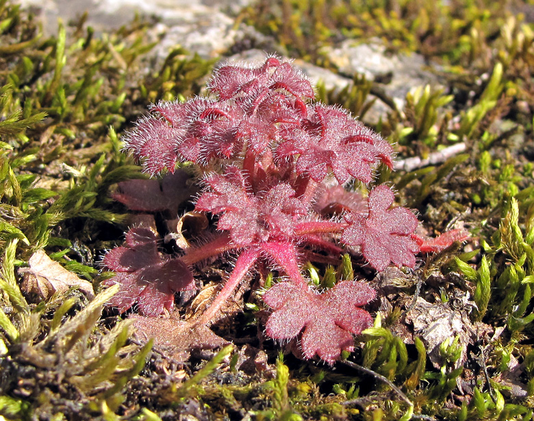 Image of Saxifraga irrigua specimen.