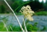 Filipendula palmata. Соцветие. Республика Саха (Якутия), Олёкминский р-н, заповедник Олёкминский, р. Олёкма, близ устья р. Куччугуй Джикимда. Июль 1998 г.