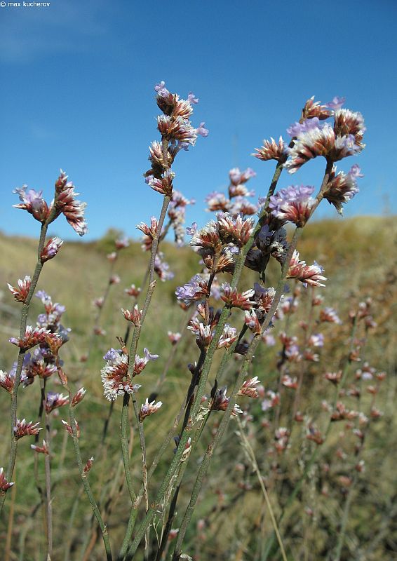 Image of Limonium suffruticosum specimen.