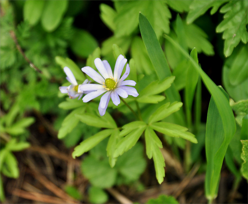 Image of Anemone caucasica specimen.