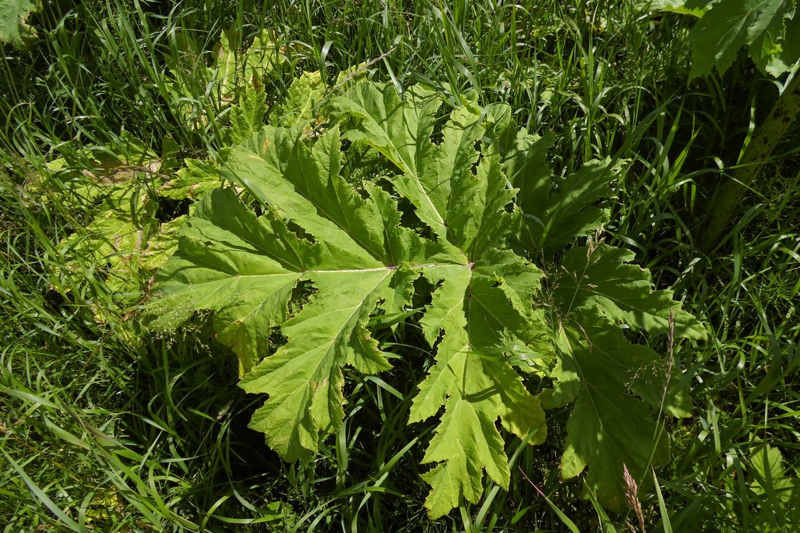 Изображение особи Heracleum sosnowskyi.