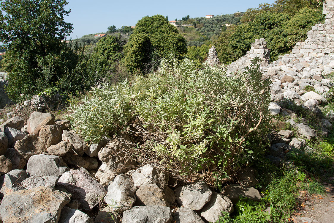 Image of Phlomis fruticosa specimen.