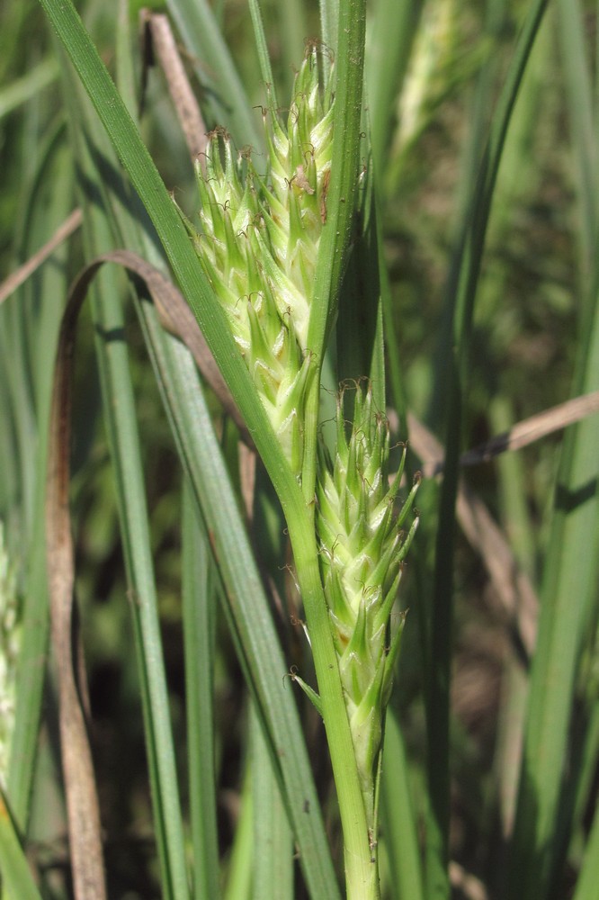 Image of Carex hordeistichos specimen.