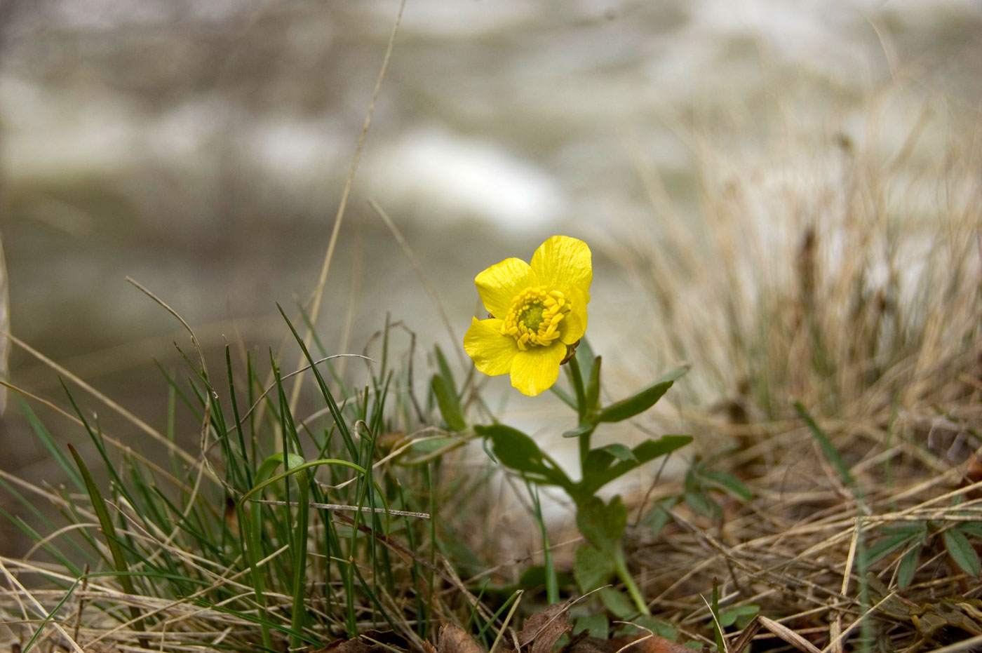 Image of genus Ranunculus specimen.