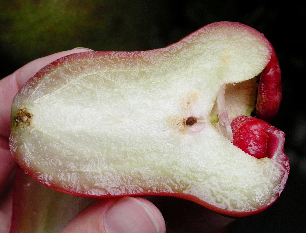 Image of Syzygium samarangense specimen.