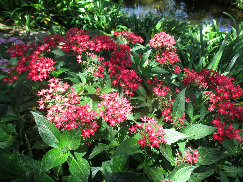 Image of Pentas lanceolata specimen.