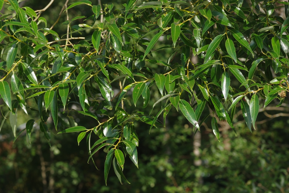 Изображение особи Salix euxina.