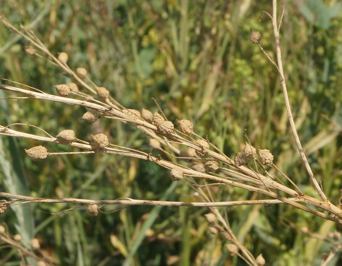 Image of Bunias orientalis specimen.