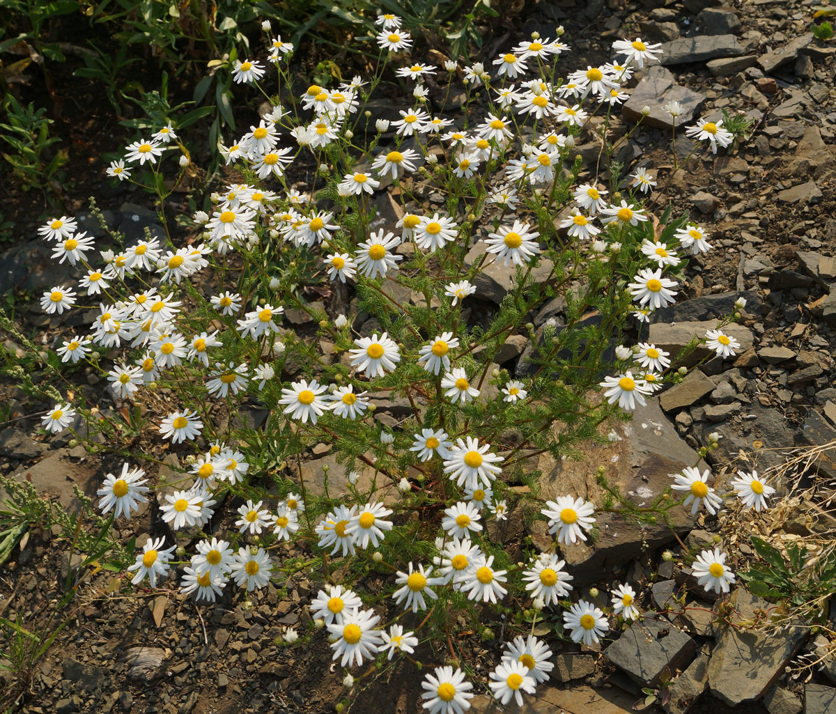 Image of Tripleurospermum inodorum specimen.