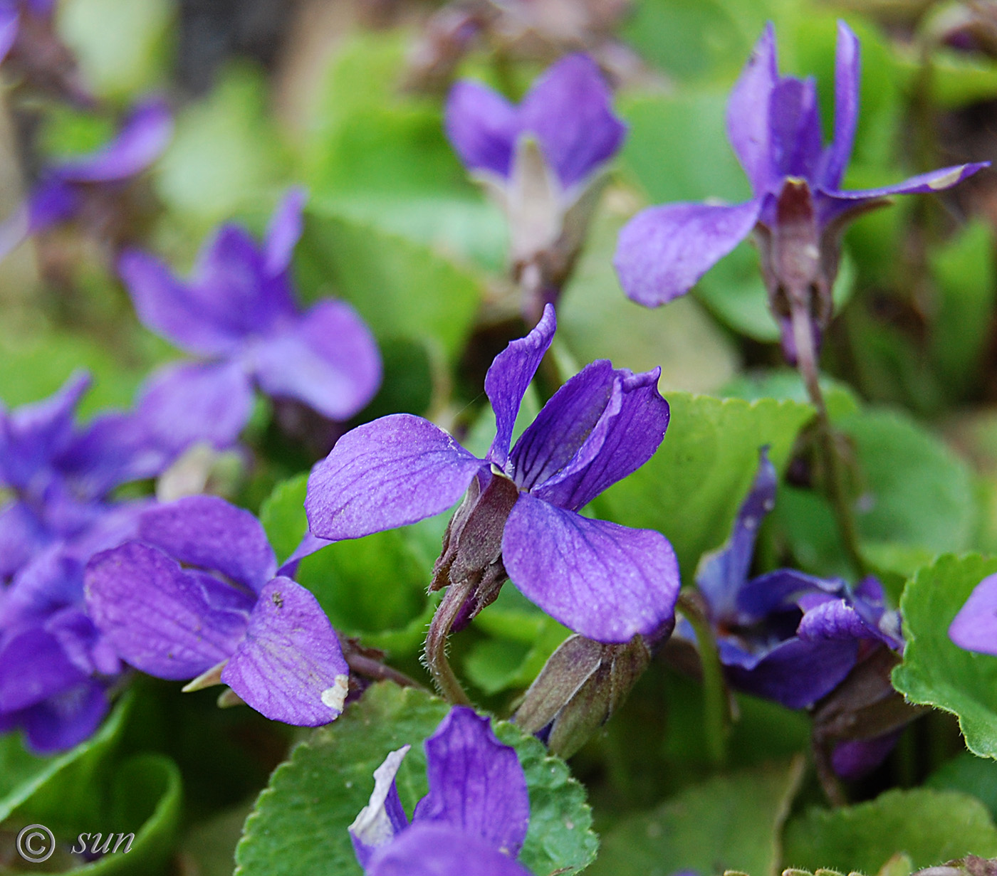 Image of genus Viola specimen.