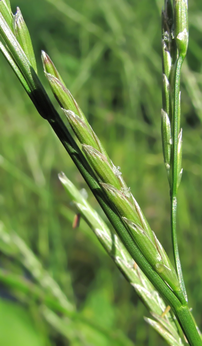 Image of Glyceria fluitans specimen.