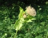 Cirsium oleraceum