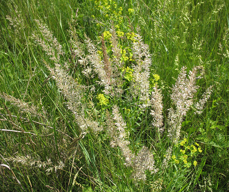 Image of Koeleria macrantha specimen.