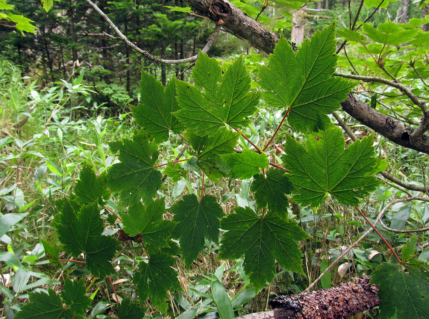 Image of Acer ukurunduense specimen.