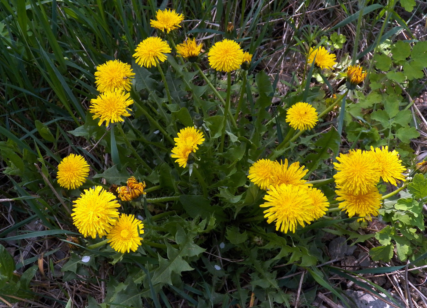 Image of Taraxacum officinale specimen.