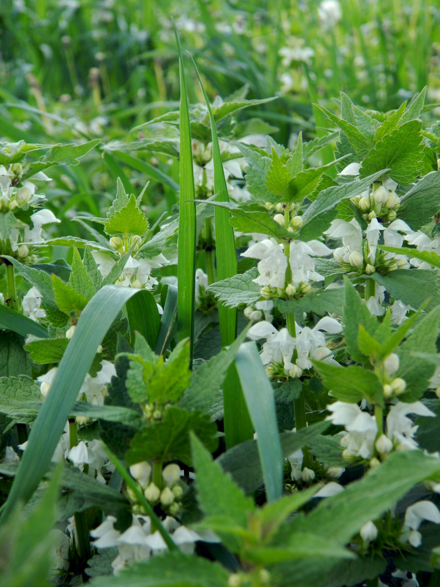 Image of Lamium album specimen.