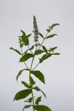 Mentha × piperita. Верхушка растения с соцветиями. Республика Молдова, пригород Кишинёва. 15 августа 2009 г.