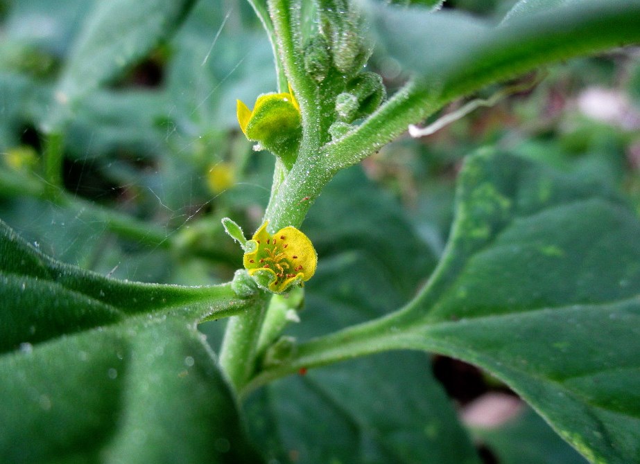 Изображение особи Tetragonia tetragonoides.