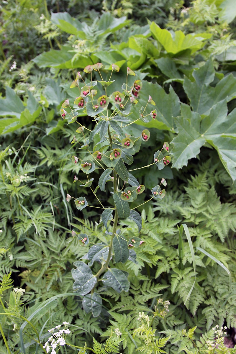 Image of Euphorbia oblongifolia specimen.