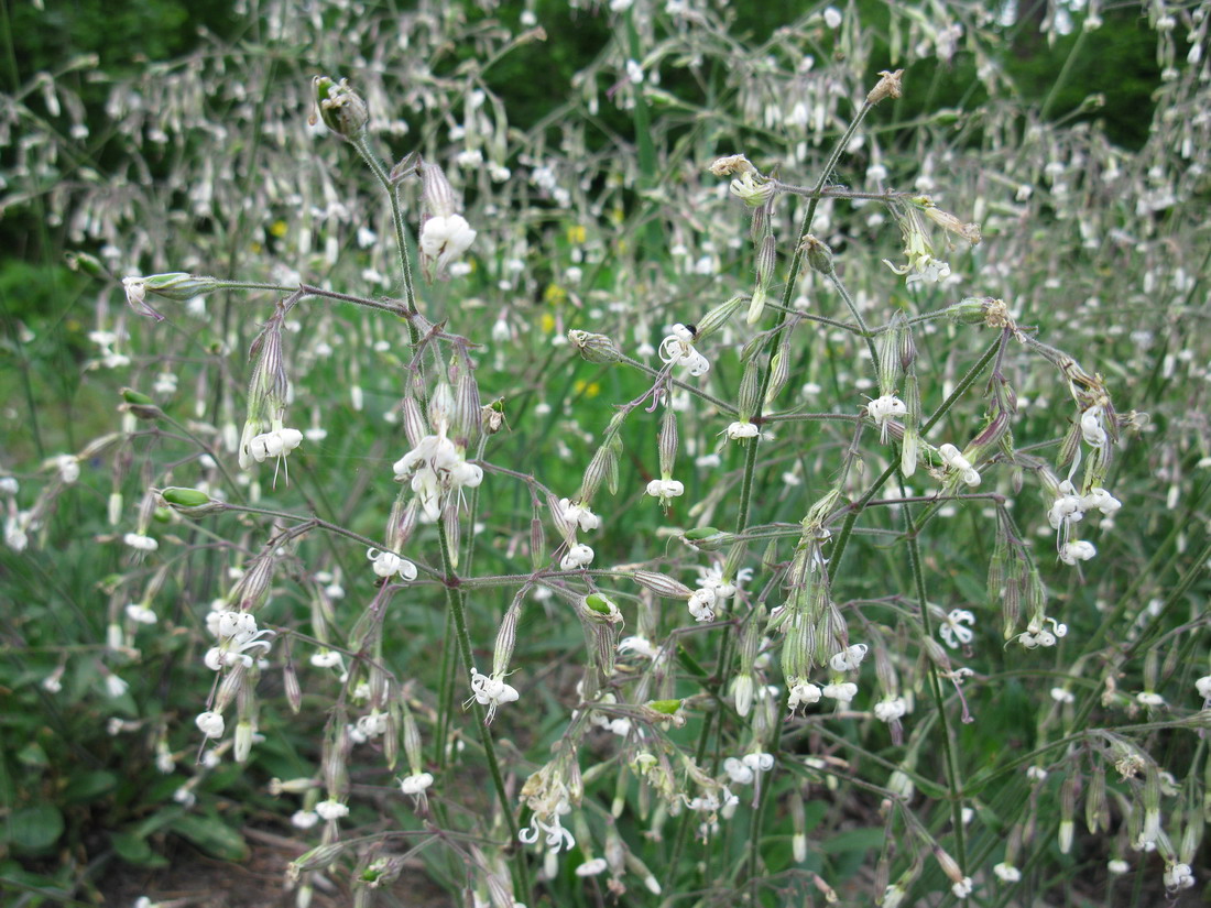 Image of Silene nutans specimen.