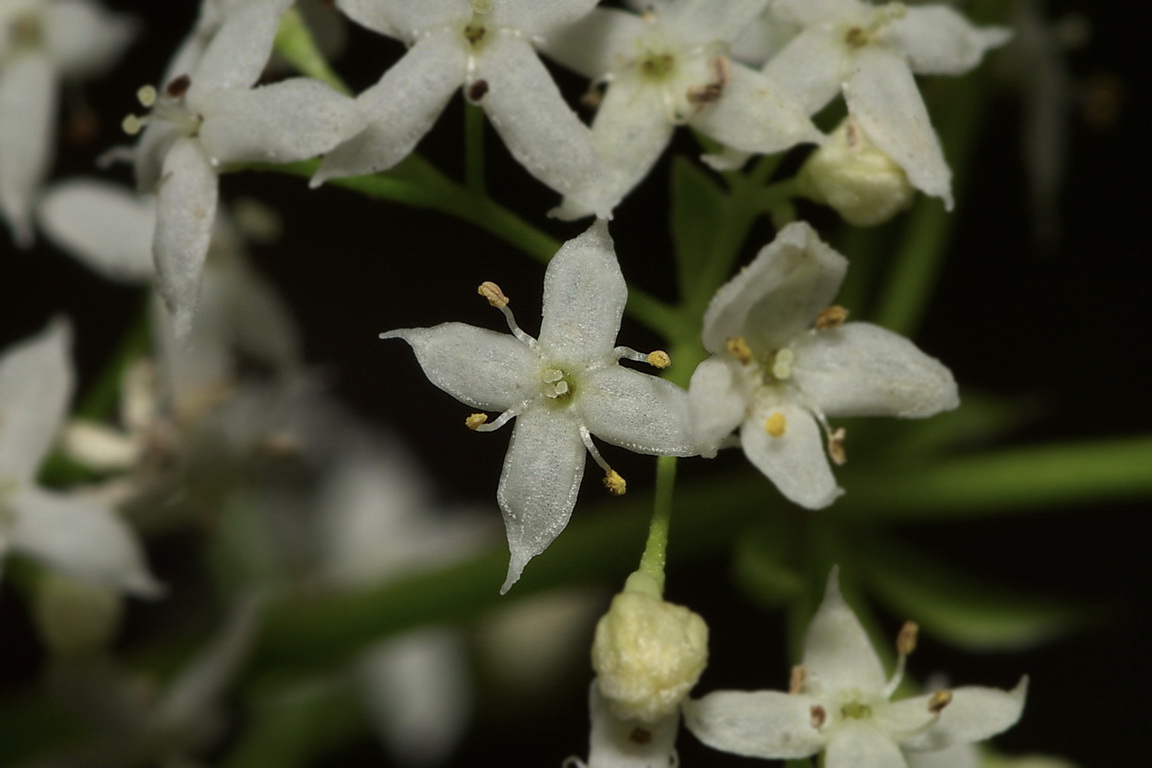 Изображение особи Galium mollugo.