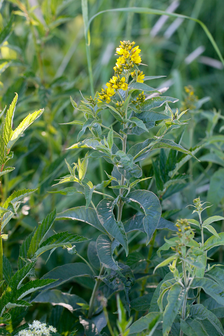 Изображение особи Lysimachia vulgaris.