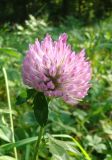 Trifolium pratense. Верхушка цветущего растения. Санкт-Петербург, Ботанический сад им. Петра Великого, сорное. 18 сентября 2014 г.