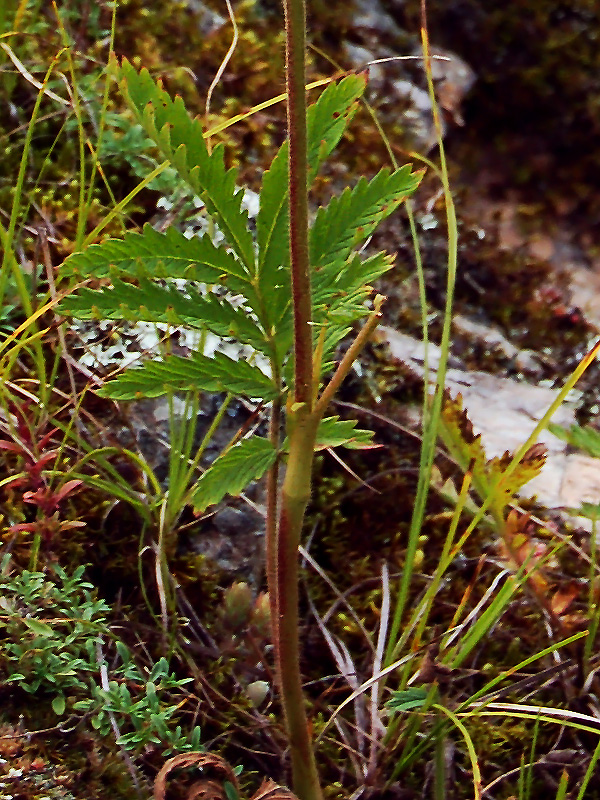 Изображение особи Potentilla longifolia.