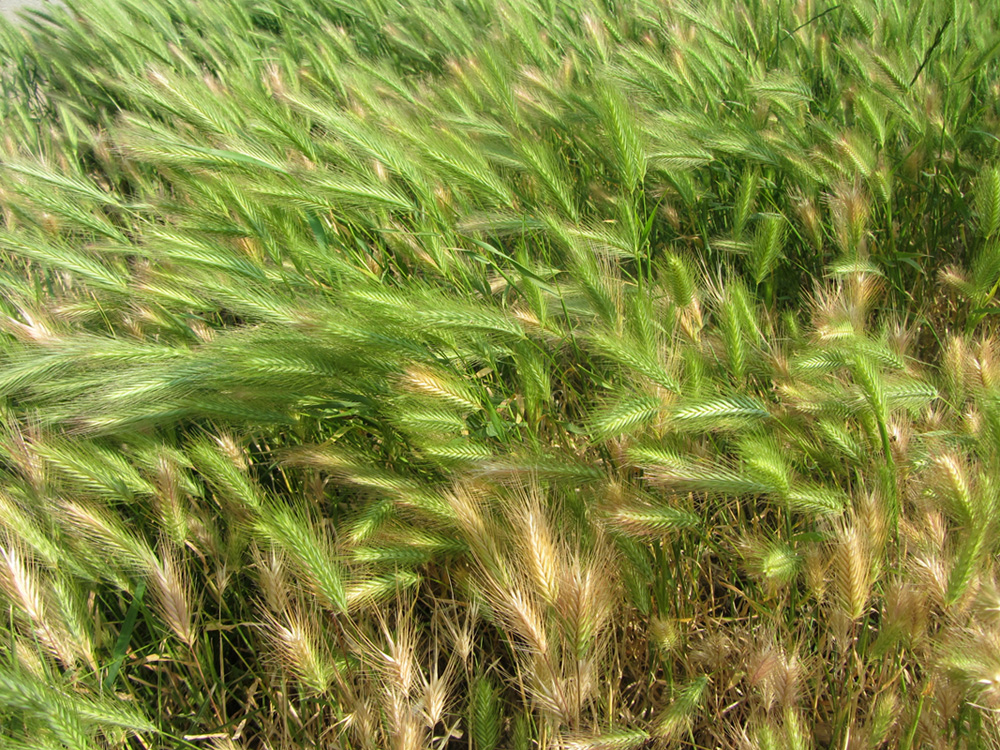 Image of Hordeum murinum specimen.