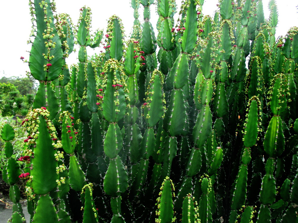 Image of Euphorbia kamerunica specimen.