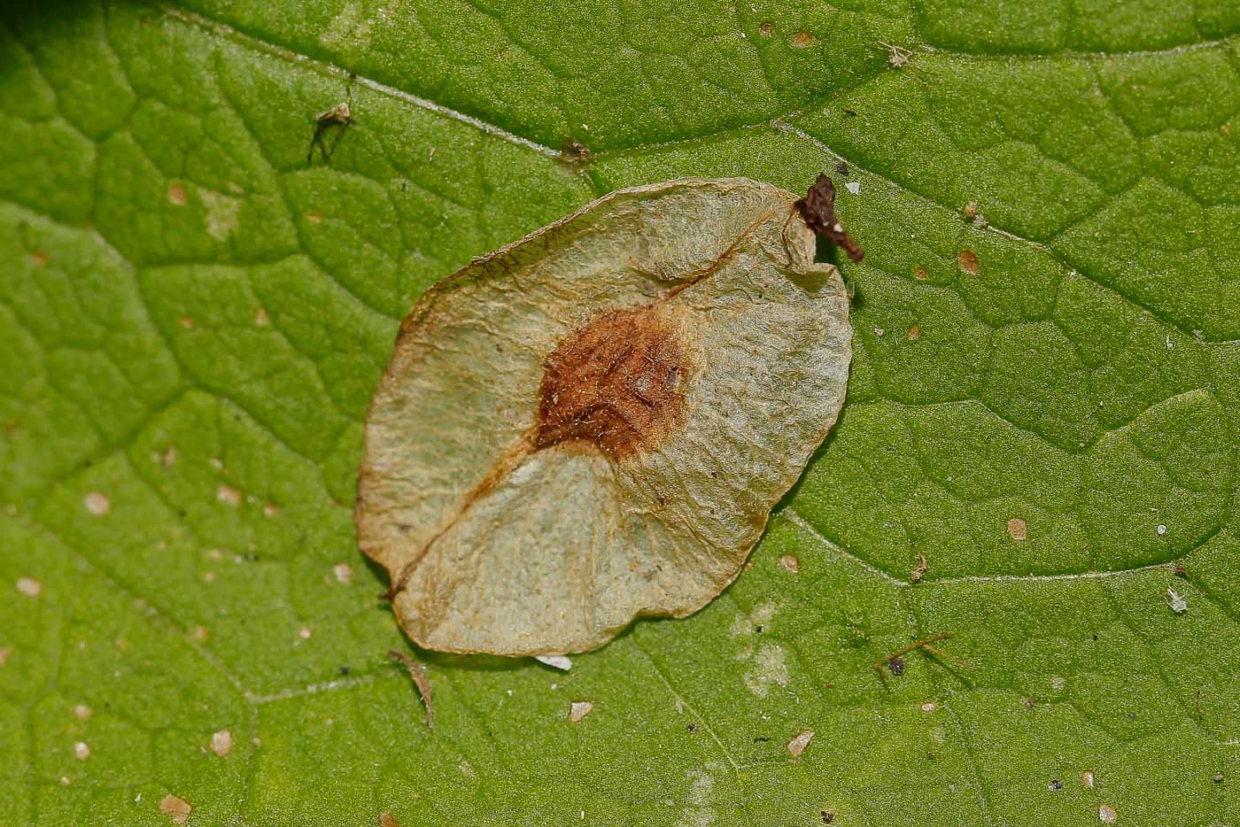 Image of Ulmus glabra specimen.