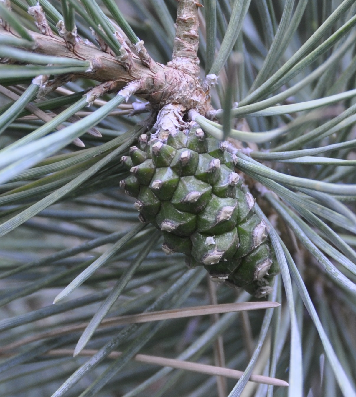 Image of genus Pinus specimen.