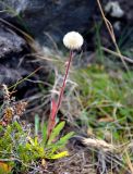 Erigeron uniflorus. Плодоносящее растение. Исландия, полуостров Снайфедльснес, прибрежные скалы. 08.08.2016.