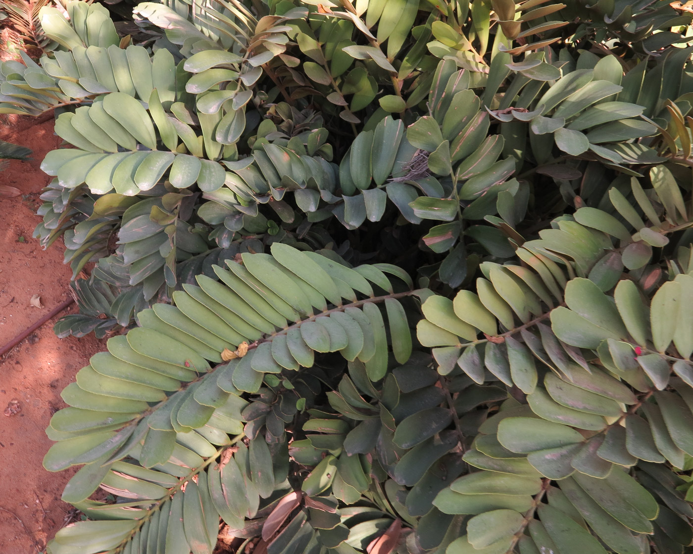 Image of Zamia furfuracea specimen.