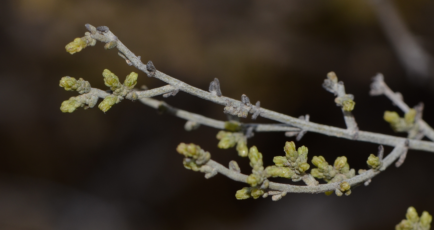 Image of Artemisia sieberi specimen.