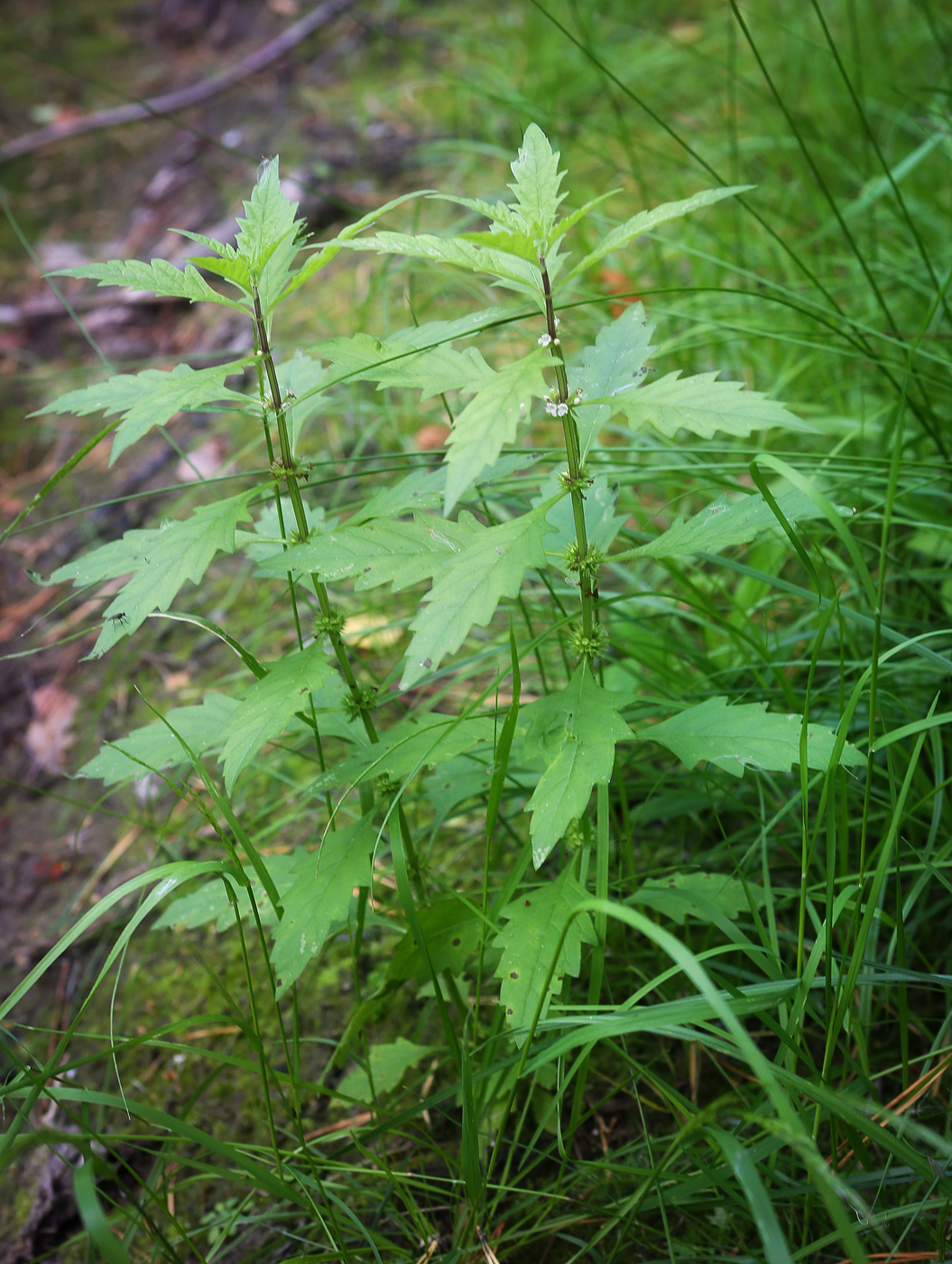 Изображение особи Lycopus europaeus.