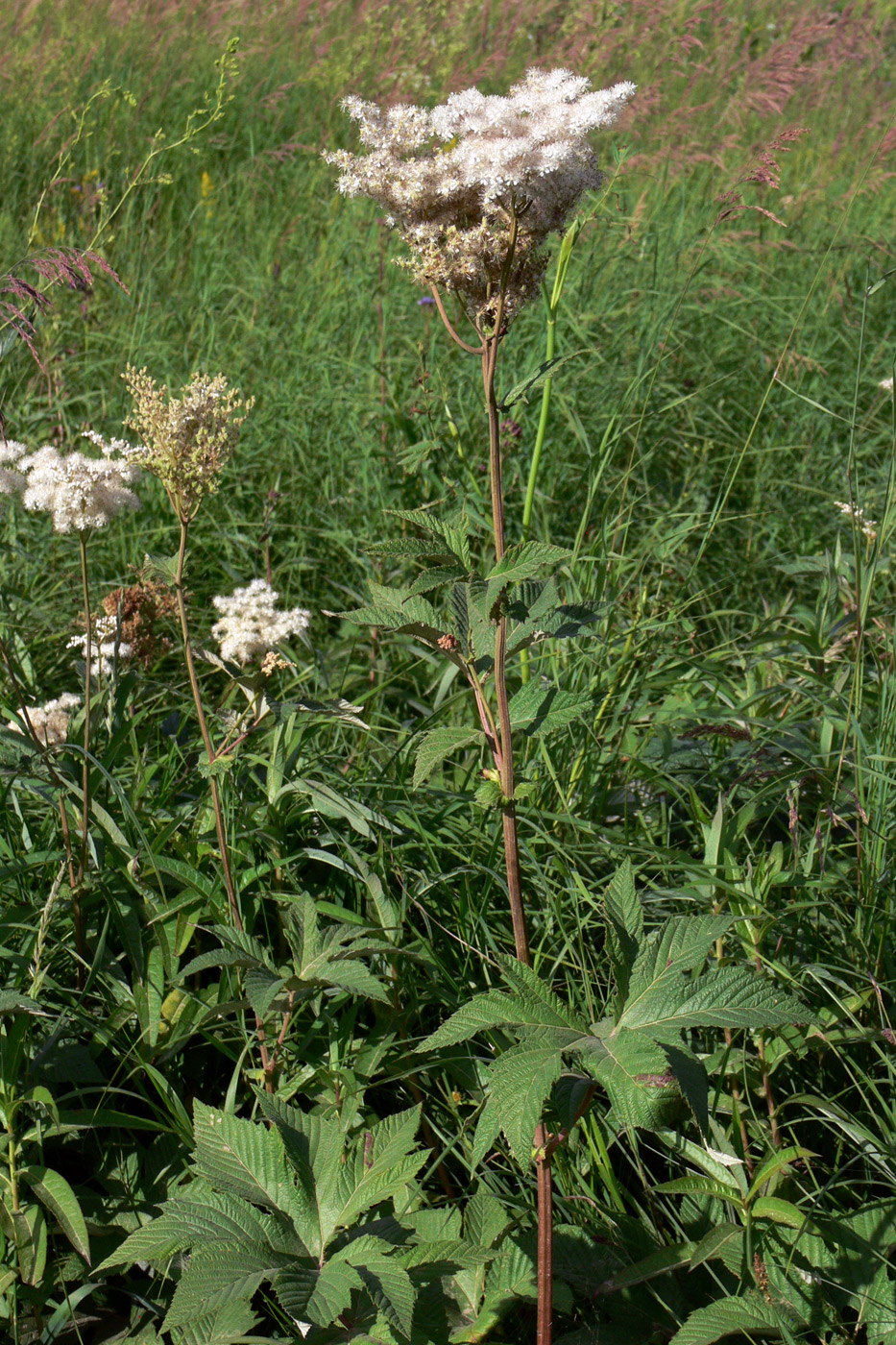 Image of Filipendula palmata specimen.