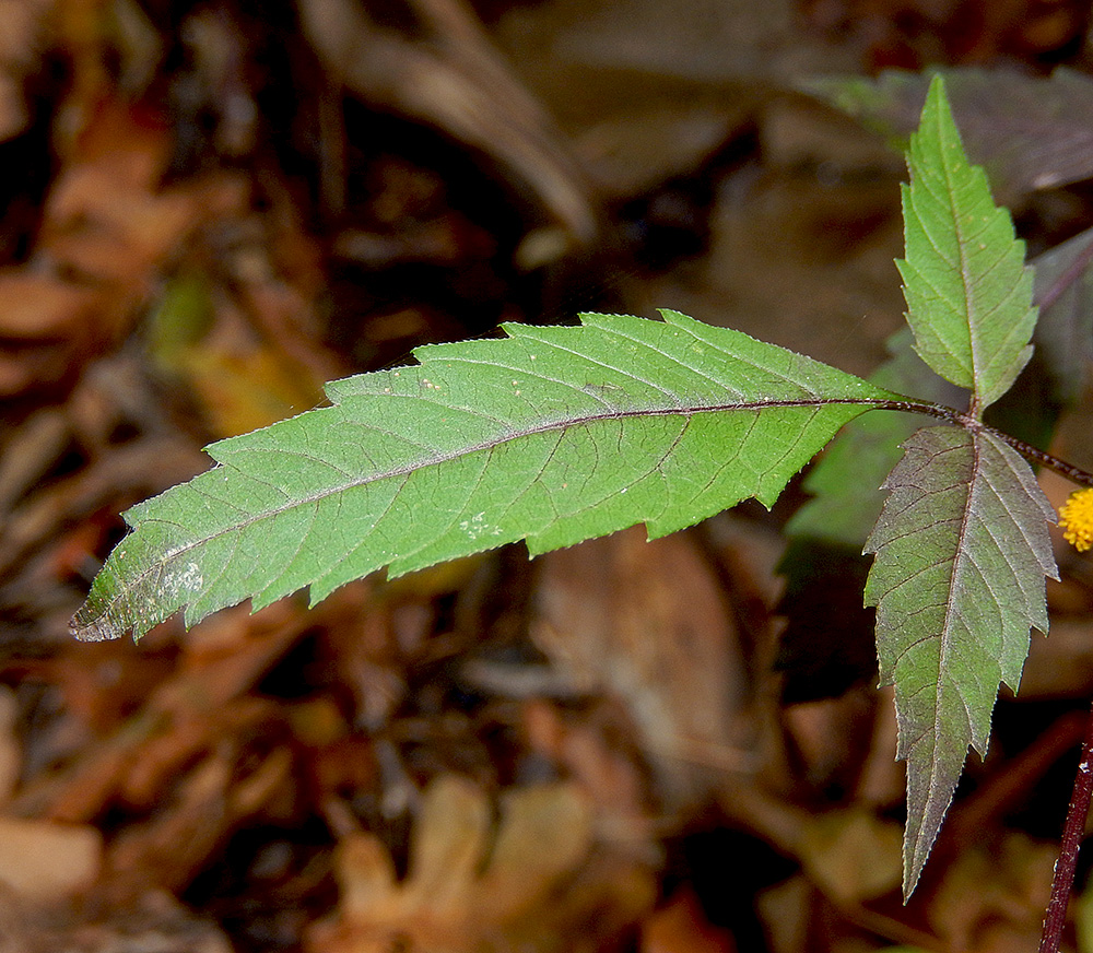 Image of Bidens frondosa specimen.