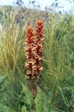 Orobanche alba