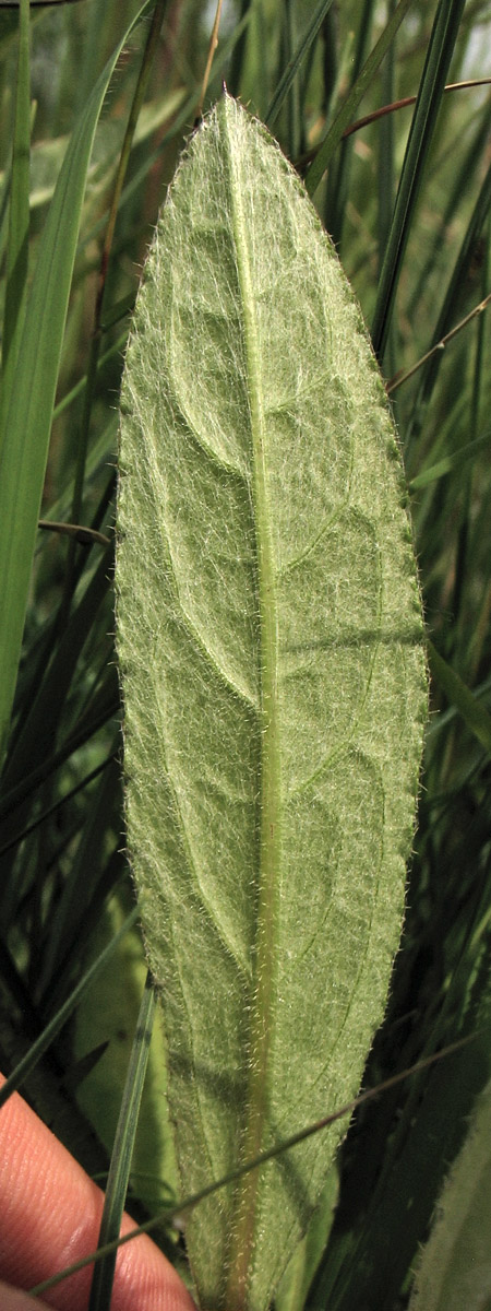 Изображение особи Cirsium dissectum.