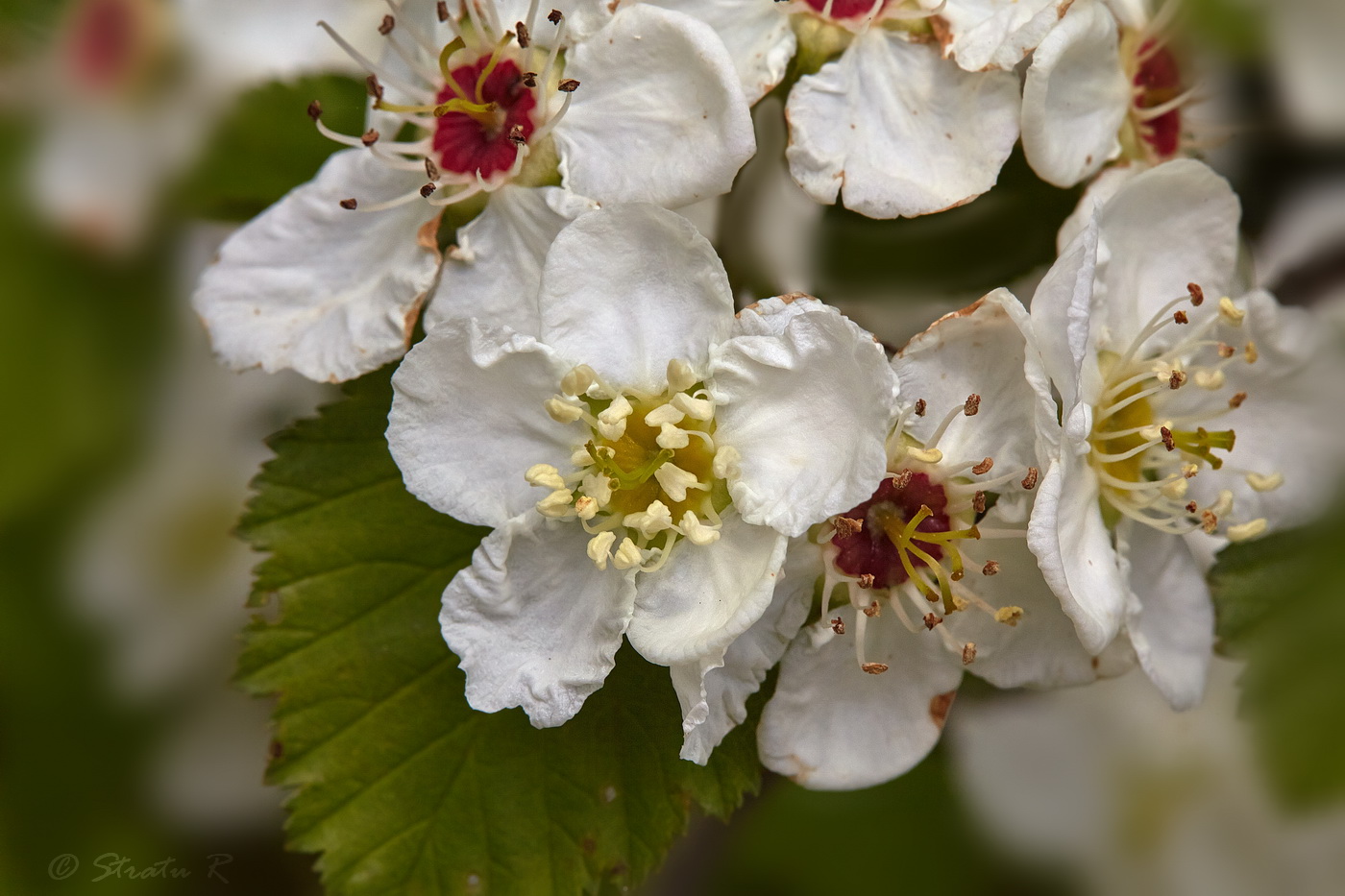 Image of genus Crataegus specimen.