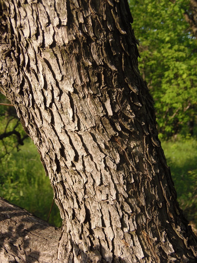 Image of Cotinus coggygria specimen.