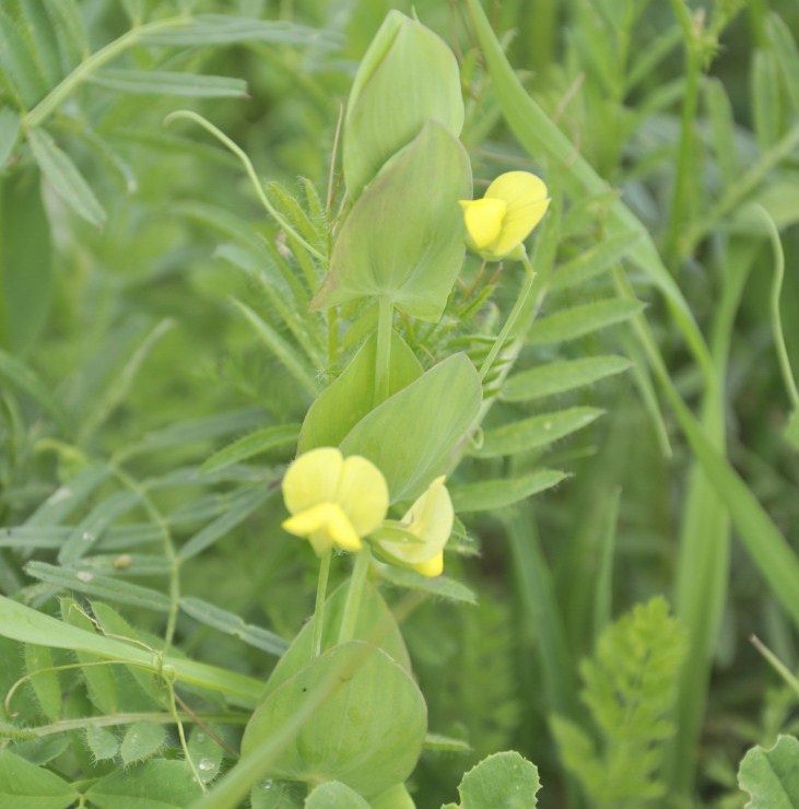 Image of Lathyrus aphaca specimen.