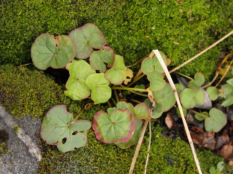 Image of Oxyria digyna specimen.