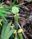 Nepenthes albomarginata. Ловчий кувшинчик (вид сзади). Малайзия, о-в Калимантан, национальный парк Бако, песчаниковое плато, ≈ 100 м н.у.м., заболоченный \"верещатниковый\" лес. 10.05.2017.