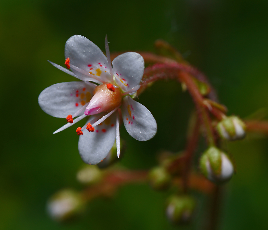 Image of Saxifraga umbrosa specimen.