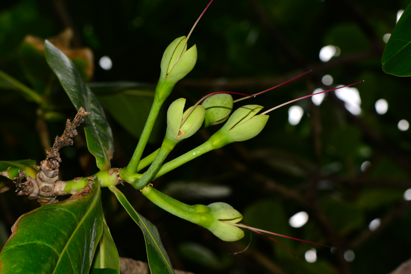 Image of Barringtonia asiatica specimen.