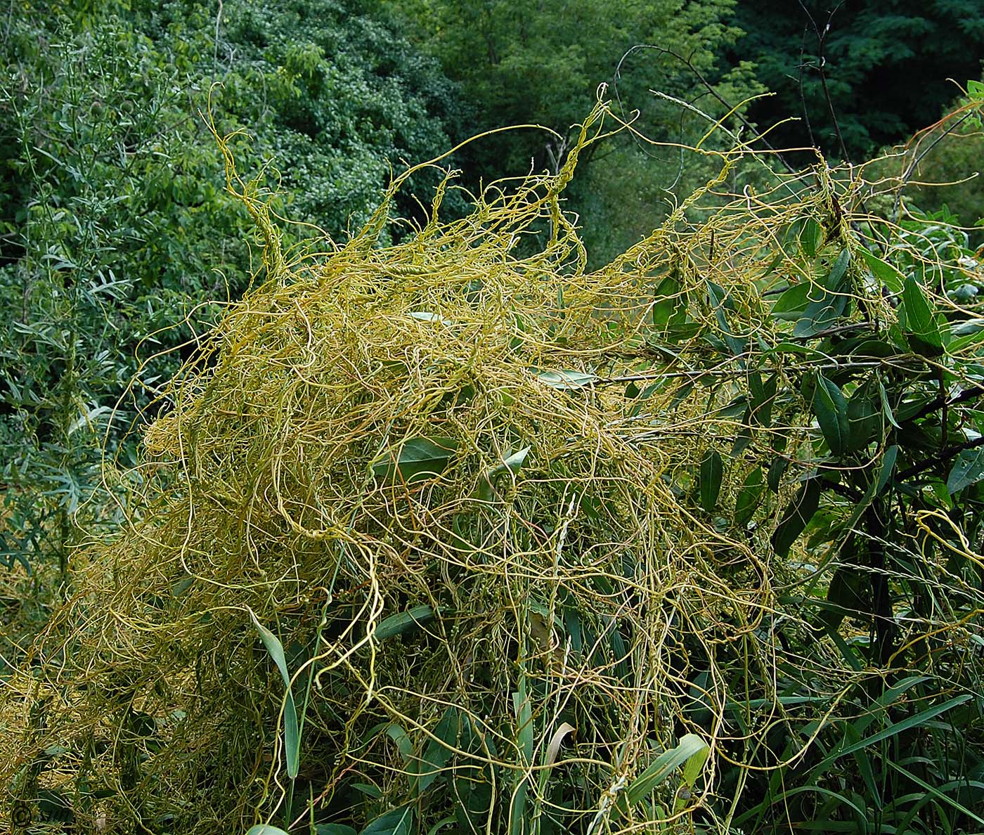 Image of Cuscuta monogyna specimen.