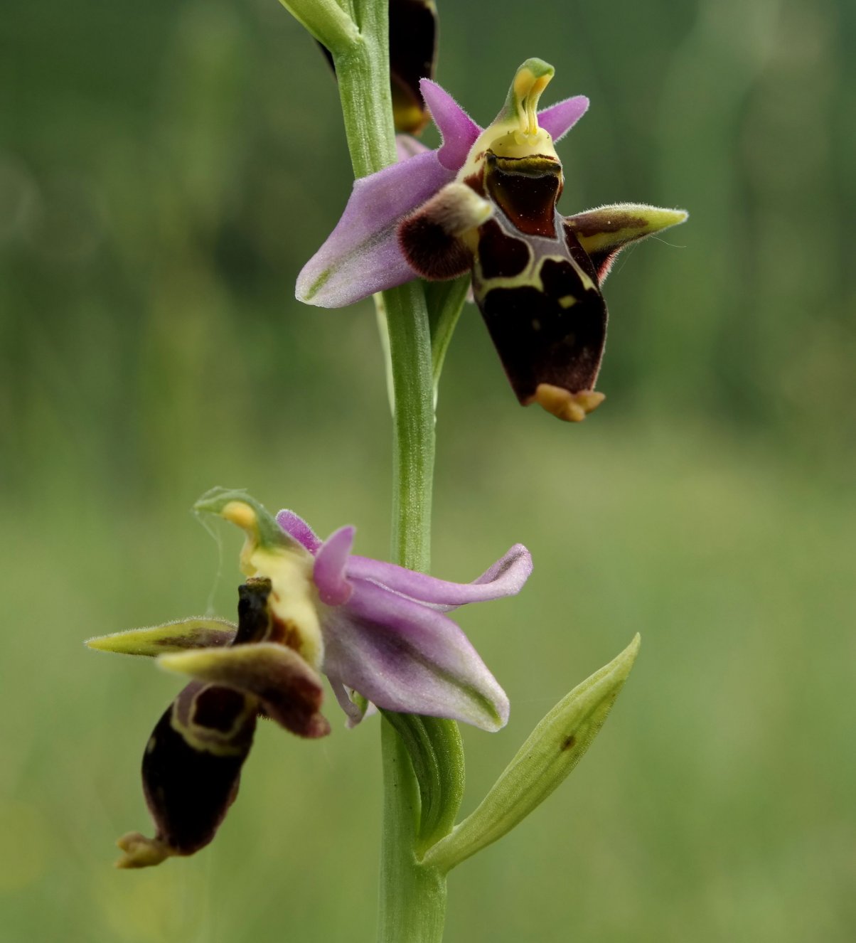 Изображение особи Ophrys oestrifera.